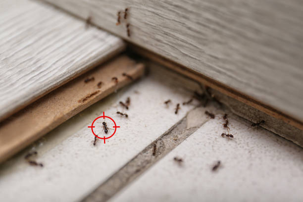 Best Best Pest Control Companies  in Chillum, MD