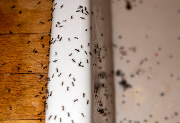 Best Best Pest Control Companies  in Chillum, MD