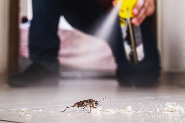 Best Pest Control Near Me  in Chillum, MD